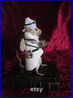 taxidermie souris reporter taxidermy mouse rat cabinet de curiosité