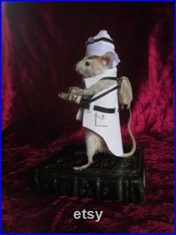 taxidermie souris reporter taxidermy mouse rat cabinet de curiosité