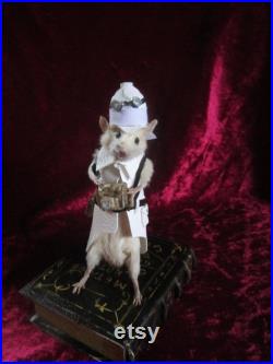 taxidermie souris reporter taxidermy mouse rat cabinet de curiosité