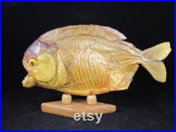 taxidermie vintage Piranha Fish