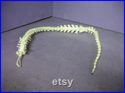 véritable loutre animale articulée épine dorsale colonne vertébrale taxidermie squelette