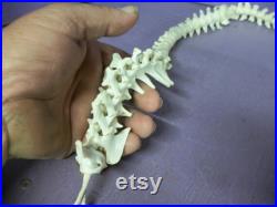 véritable loutre animale articulée épine dorsale colonne vertébrale taxidermie squelette
