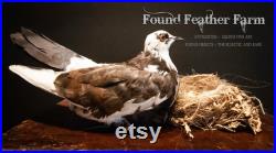 vintage Black and White Rock Dove Taxidermy