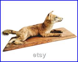 vintage Fran ais Red Fox Cub Animal Animal Taxidermy Statue Figurine Ornement Chasse Tophy Gift Man Cave Display Prop c1950-60's Boutique anglaise