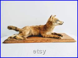 vintage Fran ais Red Fox Cub Animal Animal Taxidermy Statue Figurine Ornement Chasse Tophy Gift Man Cave Display Prop c1950-60's Boutique anglaise