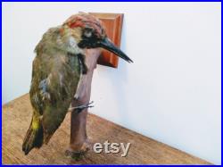 vintage Fran ais Taxidermie Pic Oiseau Animal Spécimen mural accrochage bureau affichage cadeau bizarre c1920-40 ' EVE d Europe