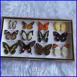 vintage Real Taxidermy Butterfly Mix Bois Encadré Insectes Collection Décoration Maison Display Design Cadeau Nature Mur Best Sellers Entomologie