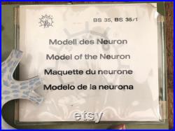 vintage Somso NEURON modèle éducatif école de médecine modèle NERVE CELL à bord