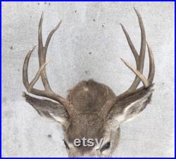 vintage années 1950 Mid Century 10 point Mule Deer Buck Épaule Mount Taxidermy