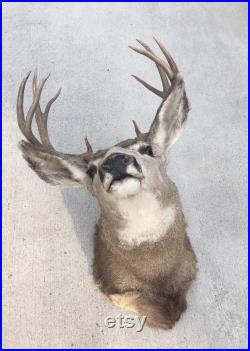 vintage années 1950 Mid Century 10 point Mule Deer Buck Épaule Mount Taxidermy