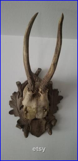 vintage collection allemande de 3 Black Forest Hunting Trophy Roe Deer Plaques 1930