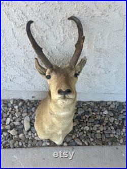 vintage pronghorn antilope cerf épaule mount taxidermie