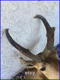 vintage pronghorn antilope cerf épaule mount taxidermie
